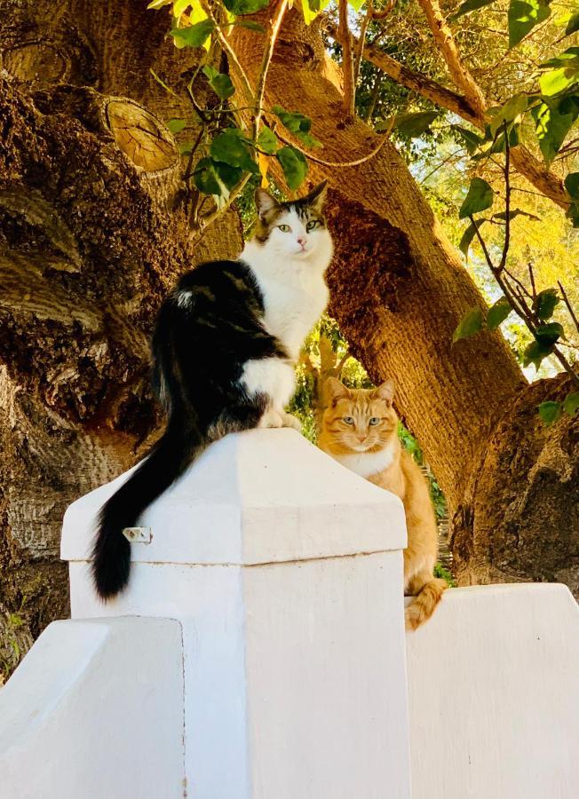Vergeet-My-Niet Prince Albert Εξωτερικό φωτογραφία